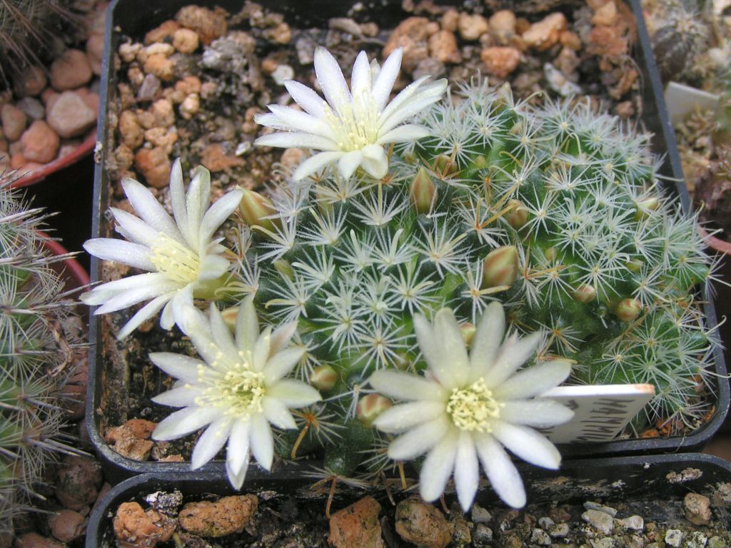 Mammillaria tezontle Koehres